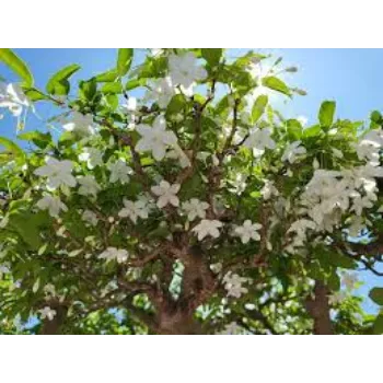 Fresh Jasmine Flowers