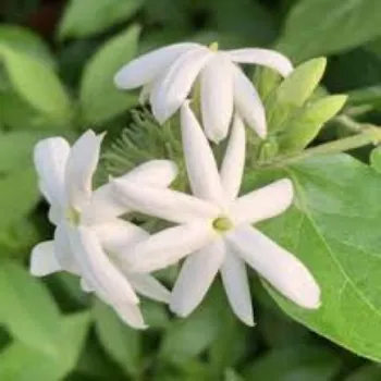 Fresh Jasmine Flower