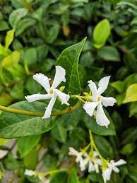 Organic Jasmine Plants