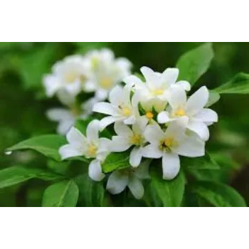 Fresh Jasmine Flower