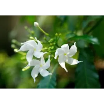 Jasmine Plant Manufacturer