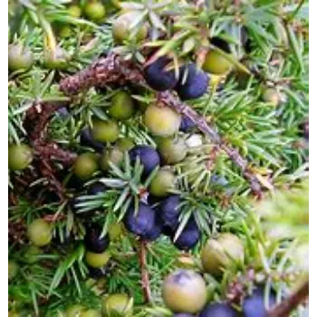 Common Juniper Berries Manufacturer