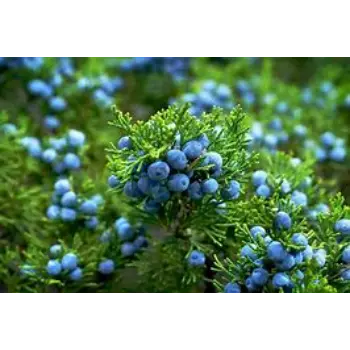 Natural Juniper Berries