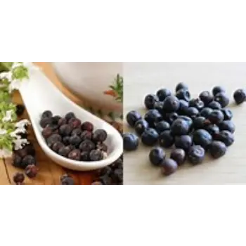 Organic Juniper Berries Supplier