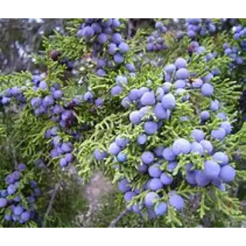 Juniper Berries