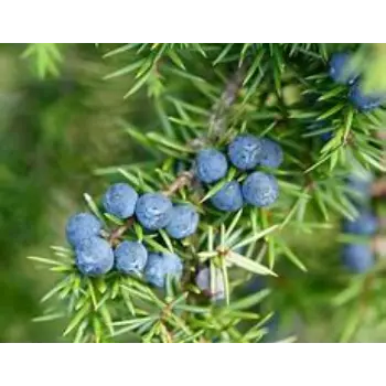 Juniper Berries
