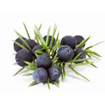 common Juniper Berries