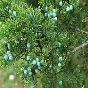 Natural Juniper Berries