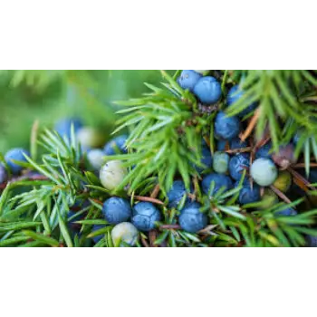 Common Juniper Berries