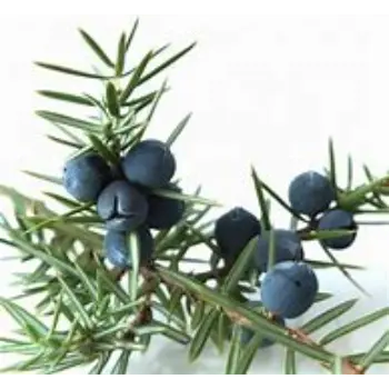 Juniper Berries Manufacturer