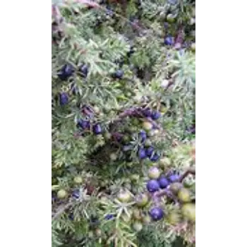 Juniper Berries