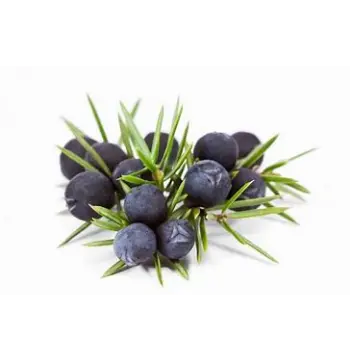 Fresh Roasted Juniper Berries Supplier