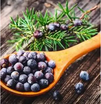 Fresh Juniper Berries