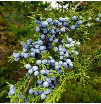 Natural Juniper Berries Manufacturer