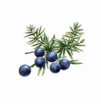 Organic Juniper Berries
