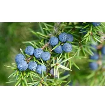  Natural Juniper Berries Manufacturer