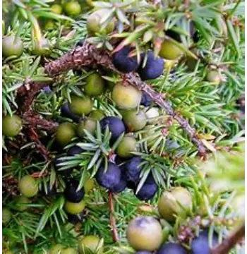 Natural Juniper Berries