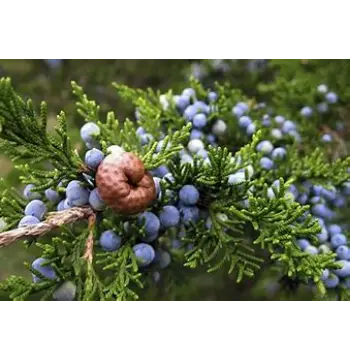 Organic Juniper Berries Manufacturer
