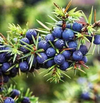 Fresh Juniper Berries