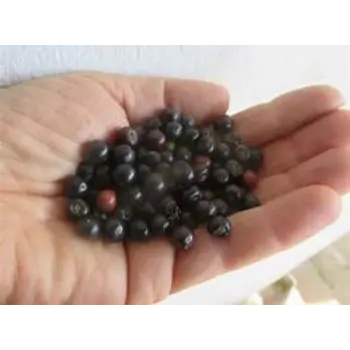 Juniper Berries