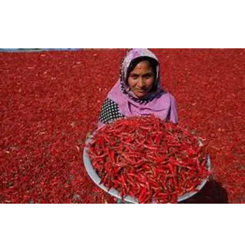 Fresh Kashmiri Lal mirch