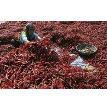 Fresh Kashmiri Lal mirch