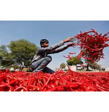 Fresh Kashmiri Lal mirch