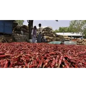 Organic Kashmiri Lal mirch