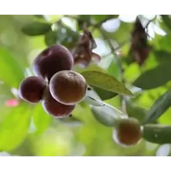 Kokum