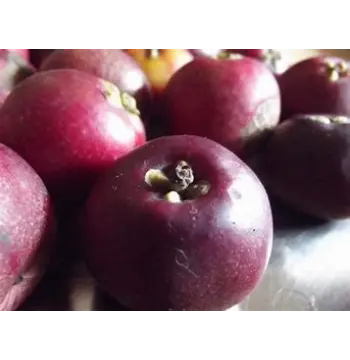 Natural Kokum