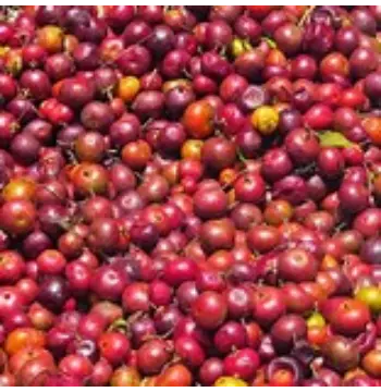 Organic Kokum