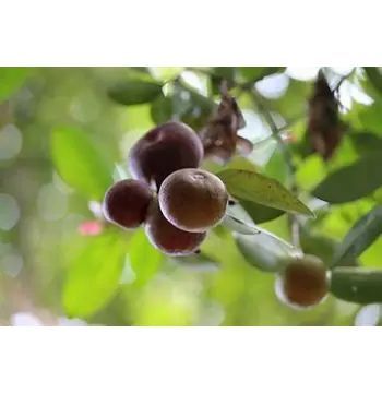 Natural Kokum