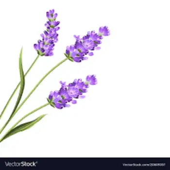 Lavender Flower Color Purple Exporter