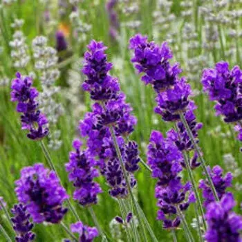 Lavender Flower Bright Purple Color Manufacturer