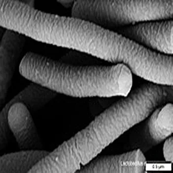 Lactobacillus Acidophilus