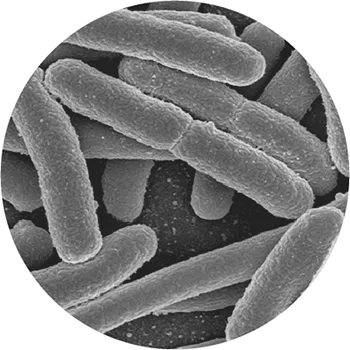 Lactobacillus Acidophilus