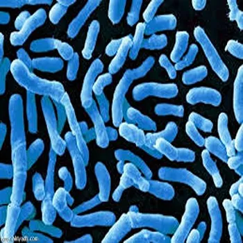 Lactobacillus Acidophilus