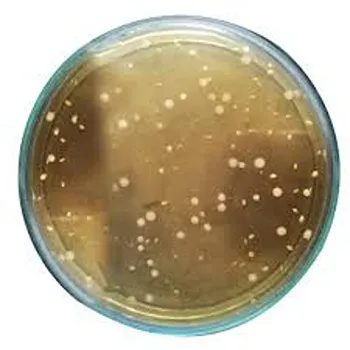 Lactobacillus Acidophilus