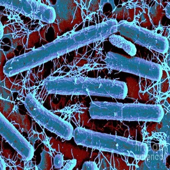 Lactobacillus Acidophilus