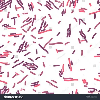 Lactobacillus Acidophilus