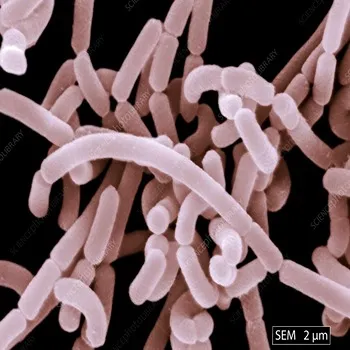 Lactobacillus Acidophilus