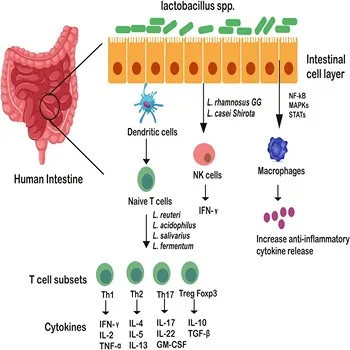 Lactobacillus Acidophilus