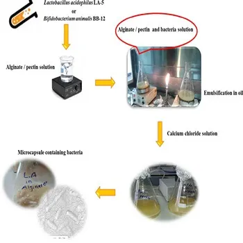 Lactobacillus Acidophilus
