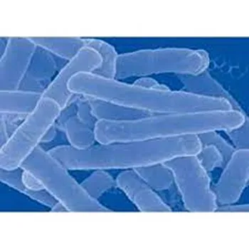 Lactobacillus Acidophilus