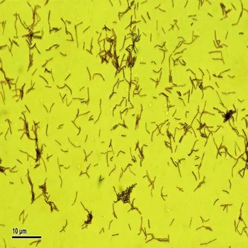 Lactobacillus Acidophilus