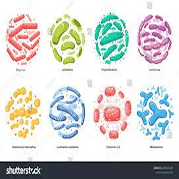 Lactobacillus Acidophilus