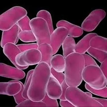 Lactobacillus Acidophilus