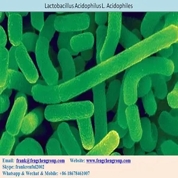 Lactobacillus Acidophilus