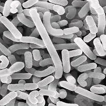 Lactobacillus Acidophilus