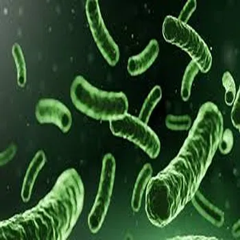 Lactobacillus Acidophilus